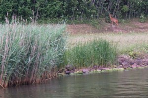 Look there a reh, a reh!