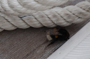 Diese Hummel ist seit Norderney an Bord. Aber Belgien gefiel ihr ganz gut und sie ist abgedampft
